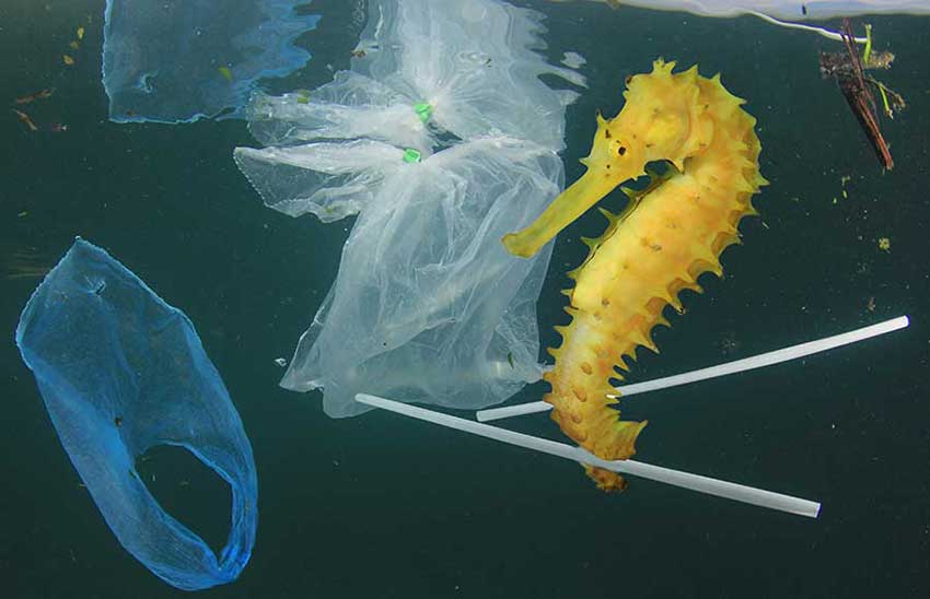 Wereldmilieudag 2018: Overwin Plasticvervuiling